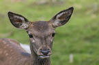 Red Deer portrait