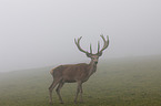 standing Red Deer