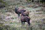 red deer