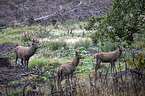red deer