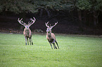 red deer