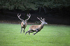 red deer
