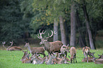 red deer