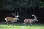 red deer