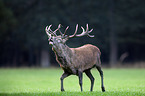 red deer