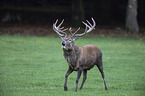 red deer