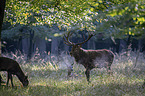 red deer