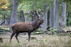 red deer