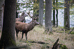 red deer