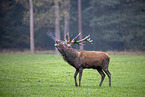 red deer