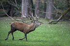 red deer