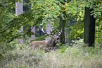 red deer