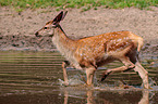 red deer
