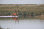 red deer
