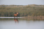 red deer