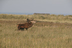 red deer