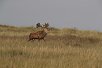 red deer