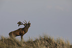 stag