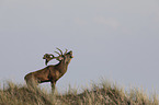 stag