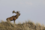 stag