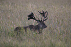 stag