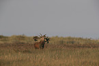 stag