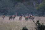 Red Deers
