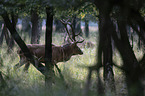 Stag