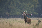 Stag