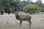 Stag