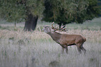 Stag