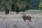 Stag