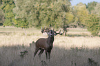 Stag