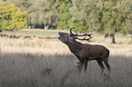 Stag