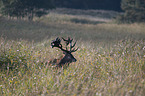 Stag