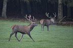 red deer