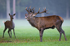 red deer