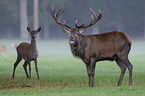 red deer