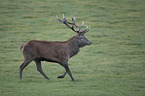 red deer