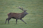 red deer