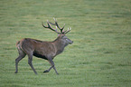 red deer