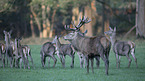 red deer