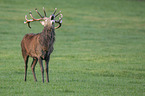 red deer