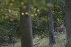 red deer