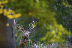 red deer
