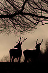 red deer