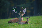 red deer