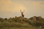 red deer