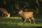 red deer