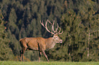 red deer